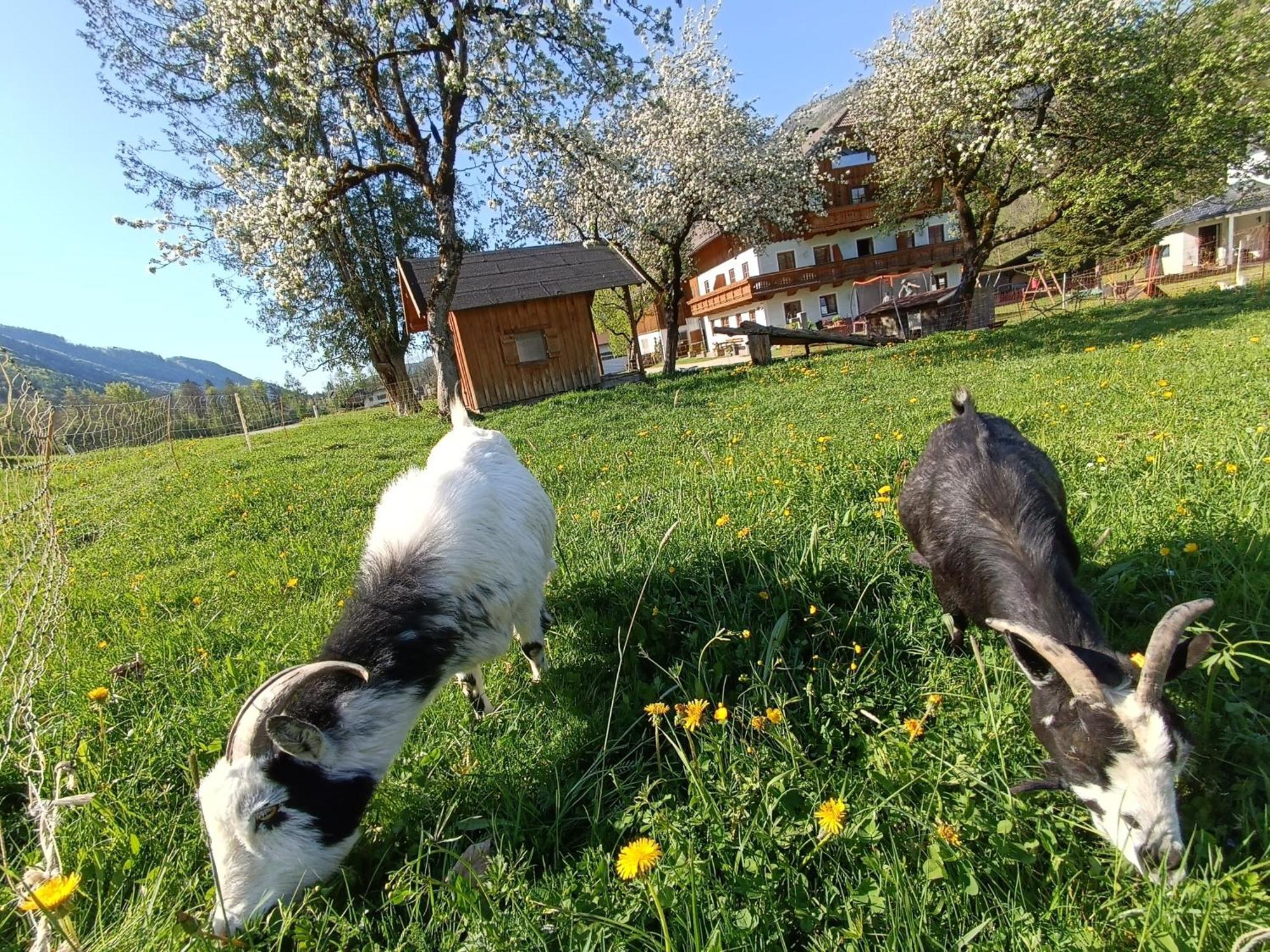 Hintererhof Appartement Hintersee Buitenkant foto